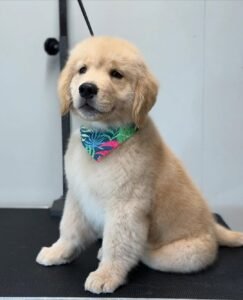 RUSSELL/MALE