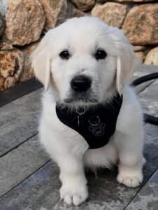 BOBY/MALE