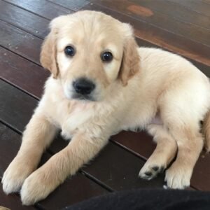 MACIE/FEMALE
