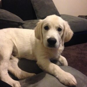 ARLO/MALE