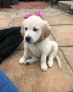 BELLA/FEMALE