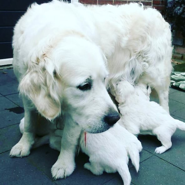 You are currently viewing Groom Golden Retriever at Home: Complete Step-by-Step Guide