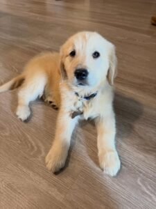 JACKSON/MALE