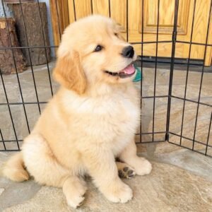 LILLY/FEMALE