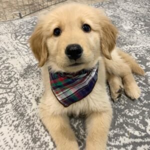 MADDIE/FEMALE