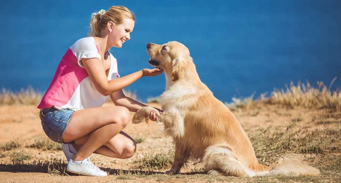 You are currently viewing Golden Retriever Puppies: Tips & Adoption Stories